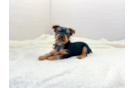 Cute Yorkie Purebred Puppy