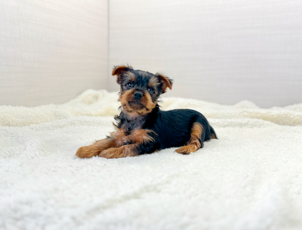 Cute Yorkie Purebred Puppy