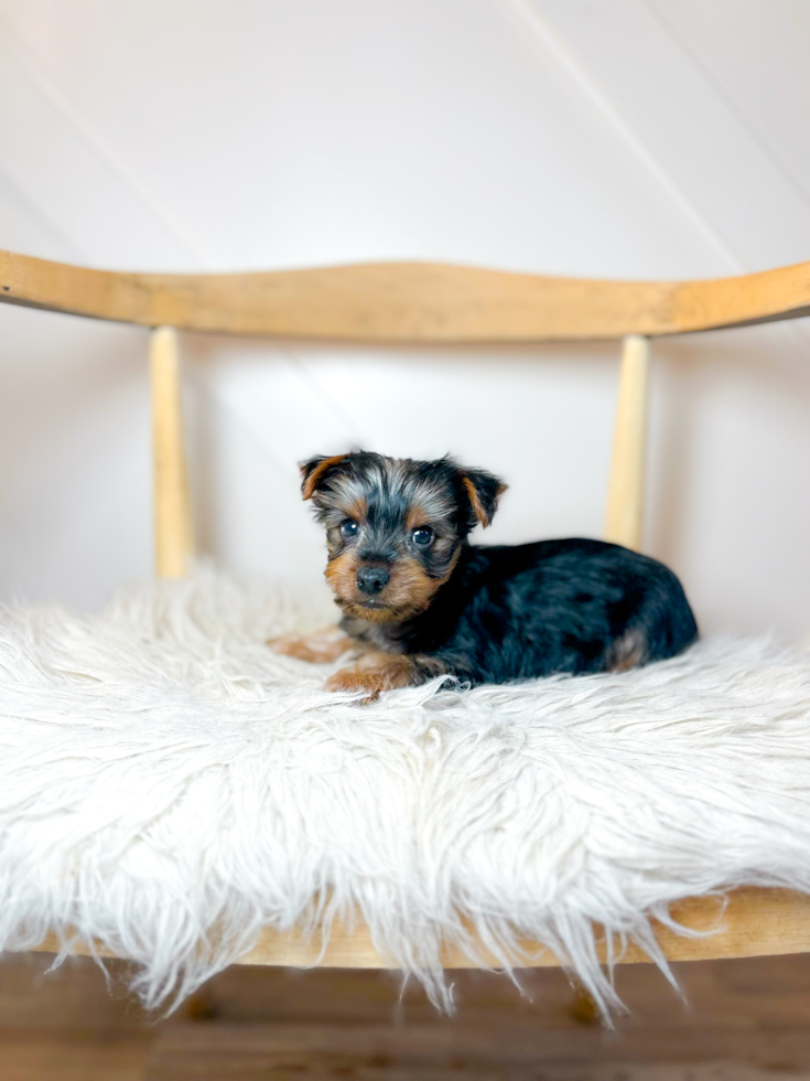 Yorkshire Terrier Pup Being Cute