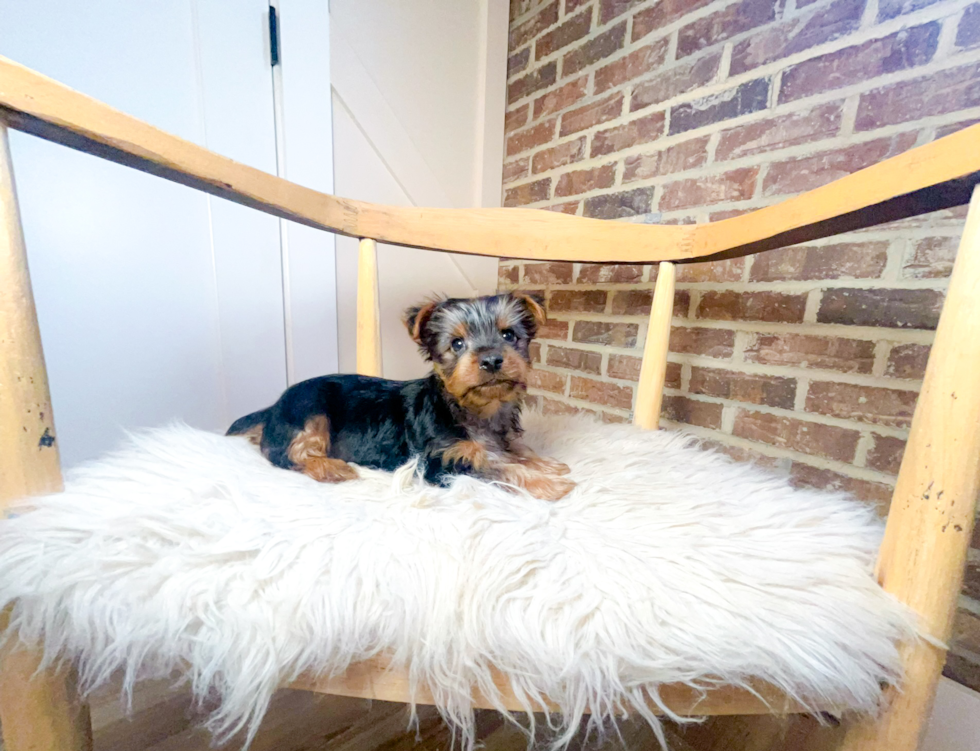 Cute Yorkshire Terrier Purebred Pup