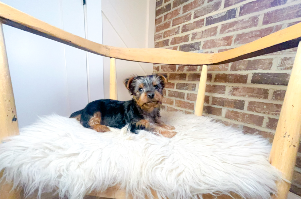 9 week old Yorkshire Terrier Puppy For Sale - Simply Southern Pups