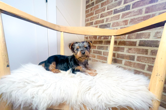 Cute Yorkshire Terrier Purebred Pup