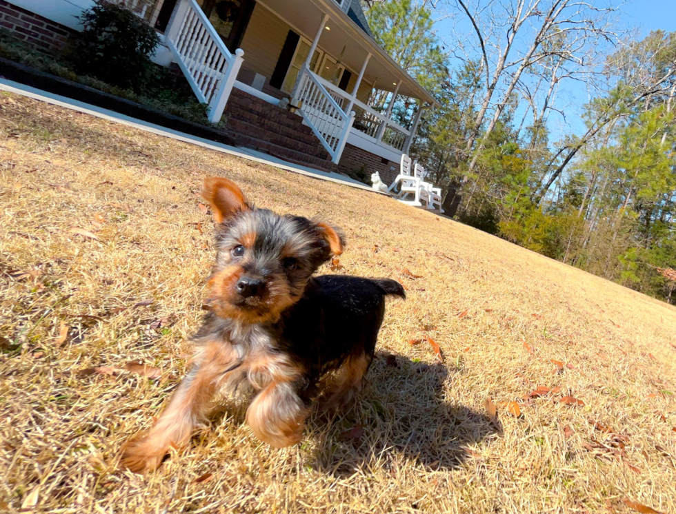 Yorkshire Terrier Pup Being Cute