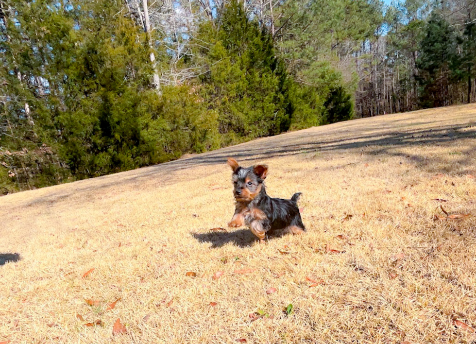 Cute Yorkie Purebred Puppy