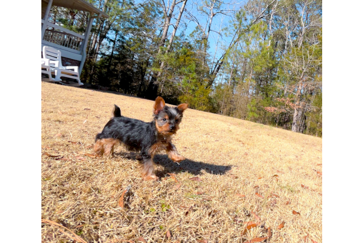Yorkshire Terrier Puppy for Adoption