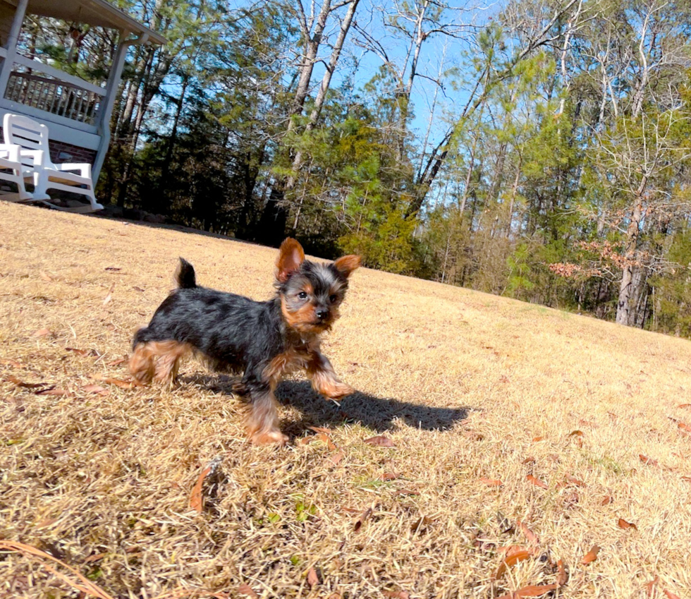 Yorkshire Terrier Puppy for Adoption