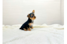 Cute Yorkshire Terrier Purebred Pup