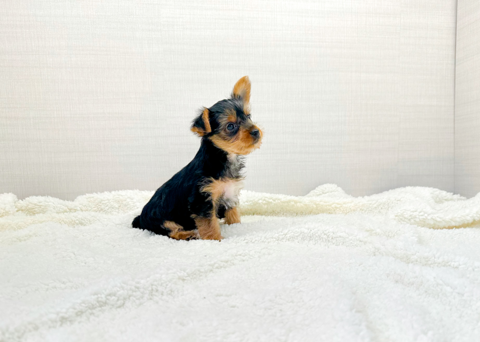 Cute Yorkshire Terrier Purebred Pup