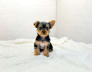 8 week old Yorkshire Terrier Puppy For Sale - Simply Southern Pups