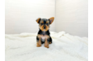 Yorkshire Terrier Puppy for Adoption