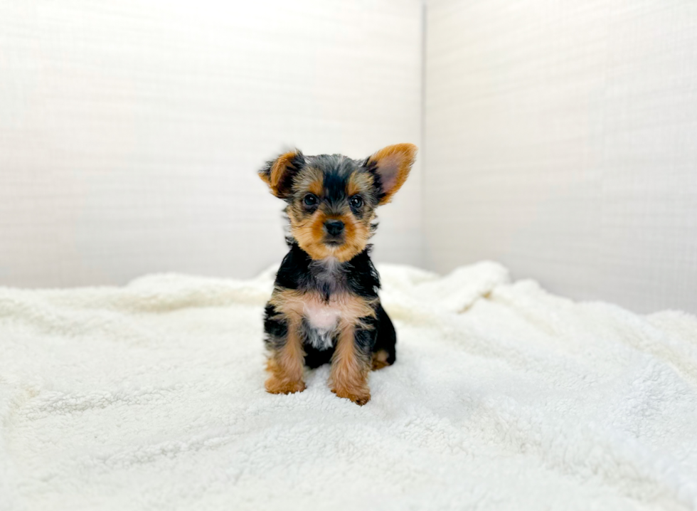 Yorkshire Terrier Puppy for Adoption