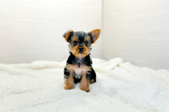 Yorkshire Terrier Puppy for Adoption