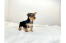 Cute Yorkie Purebred Puppy