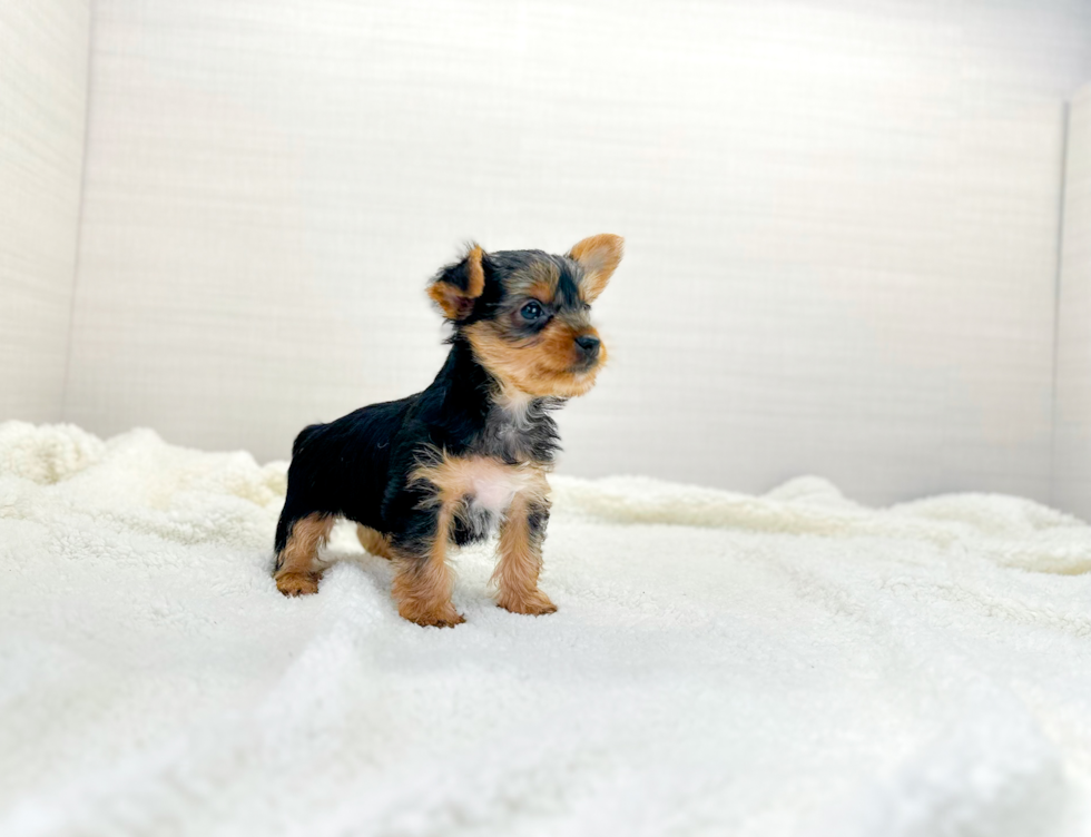 Cute Yorkie Purebred Puppy