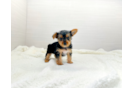 Best Yorkshire Terrier Baby