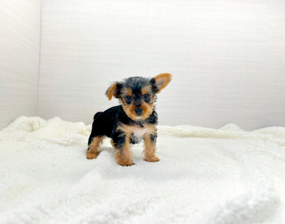 Best Yorkshire Terrier Baby