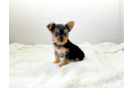 Cute Yorkie Purebred Puppy