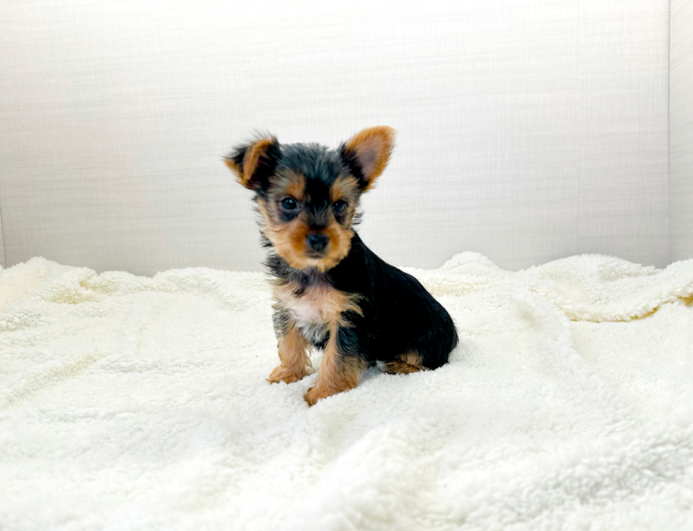 Cute Yorkie Purebred Puppy