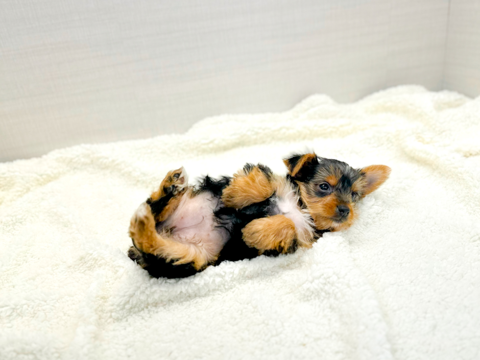 Yorkshire Terrier Pup Being Cute