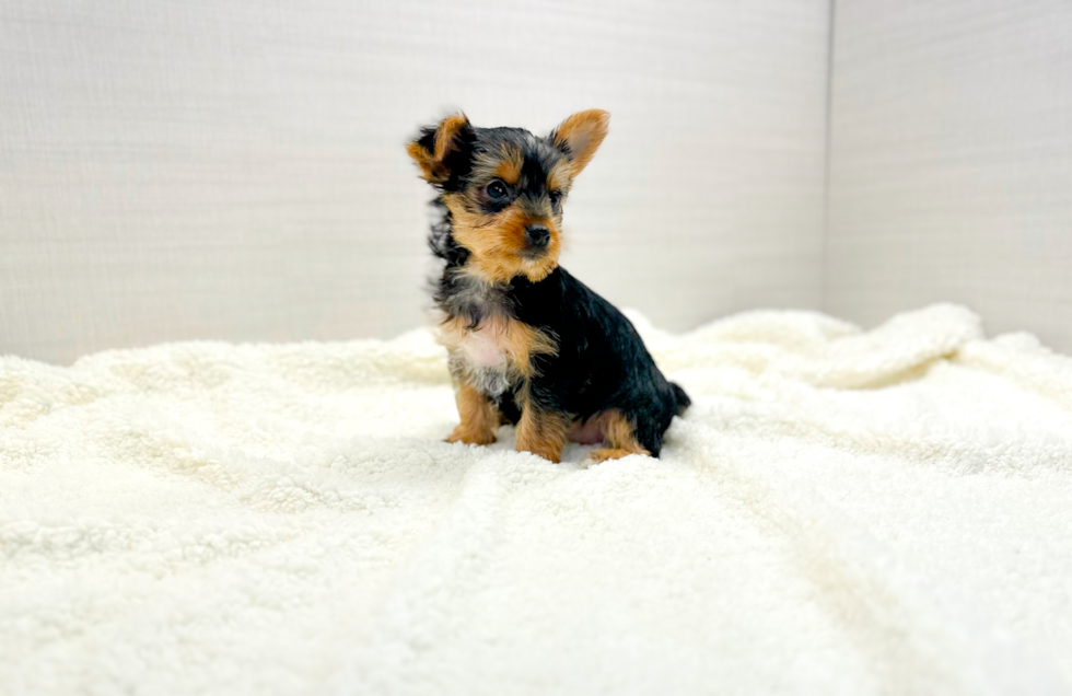 Cute Yorkshire Terrier Purebred Pup