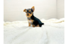 Yorkshire Terrier Puppy for Adoption