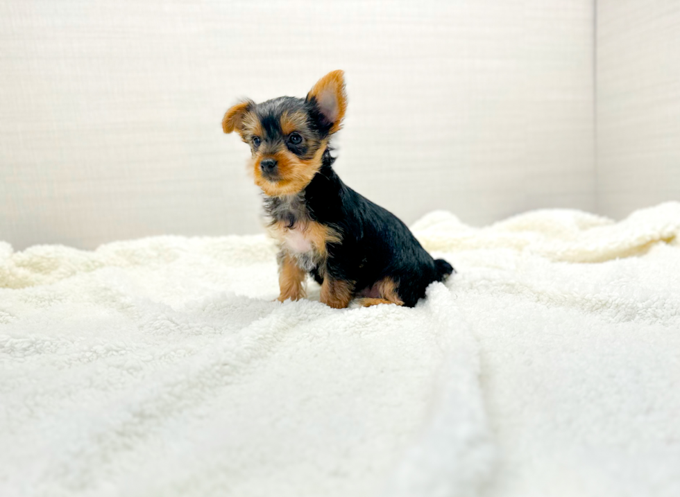 Yorkshire Terrier Puppy for Adoption