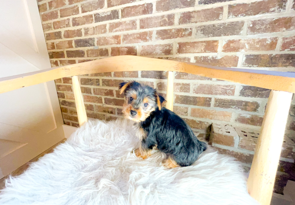 Yorkshire Terrier Puppy for Adoption