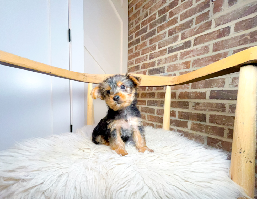 Yorkshire Terrier Puppy for Adoption