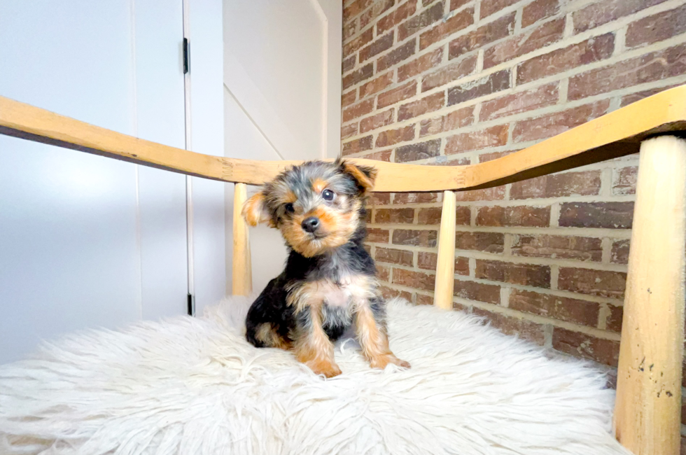 9 week old Yorkshire Terrier Puppy For Sale - Simply Southern Pups