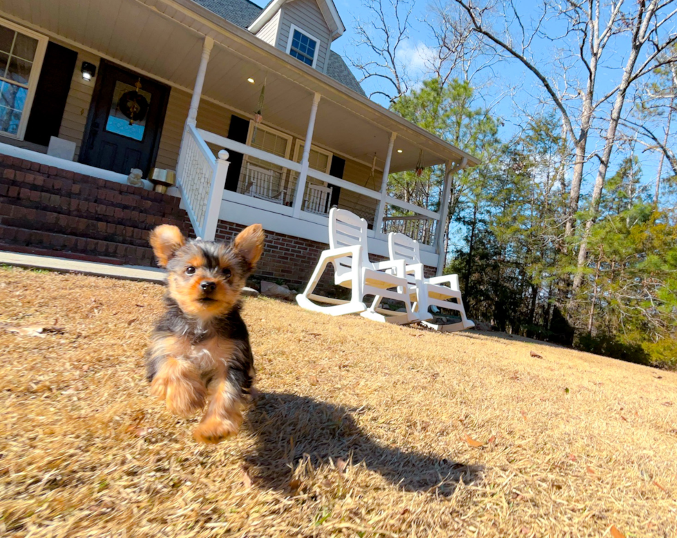 Cute Yorkie Purebred Puppy