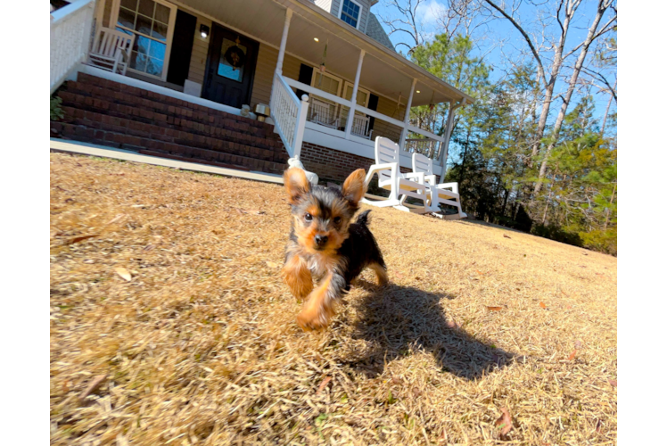 Cute Yorkshire Terrier Purebred Pup