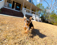 10 week old Yorkshire Terrier Puppy For Sale - Simply Southern Pups