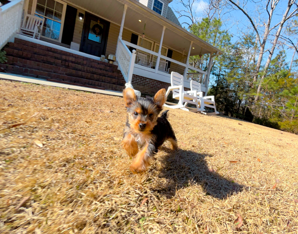 Cute Yorkshire Terrier Purebred Pup