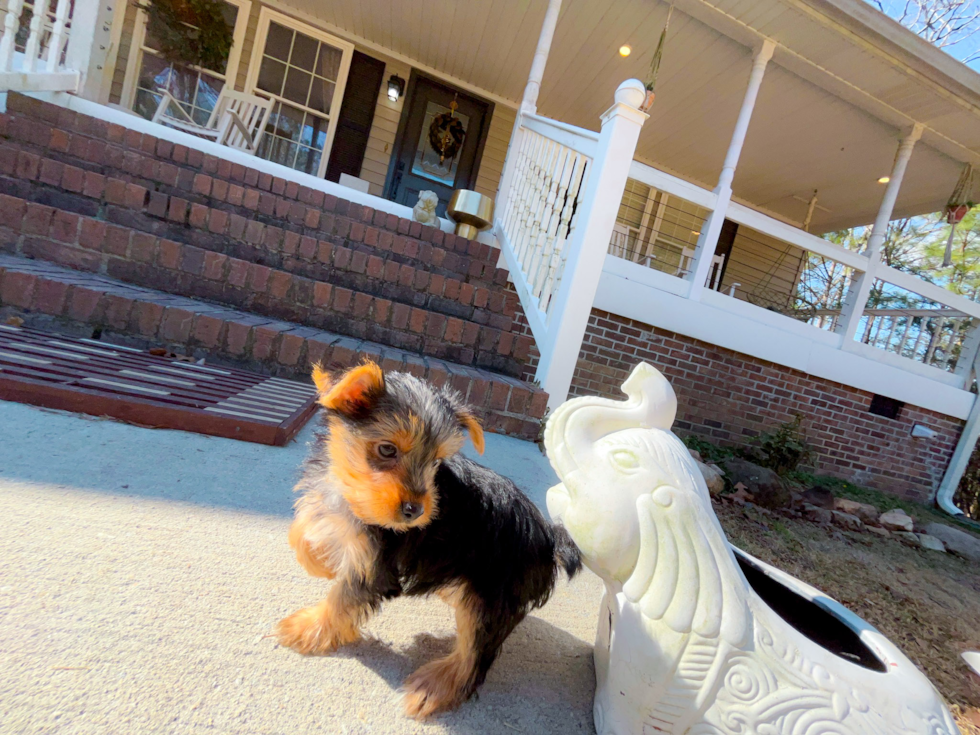 Cute Yorkshire Terrier Baby