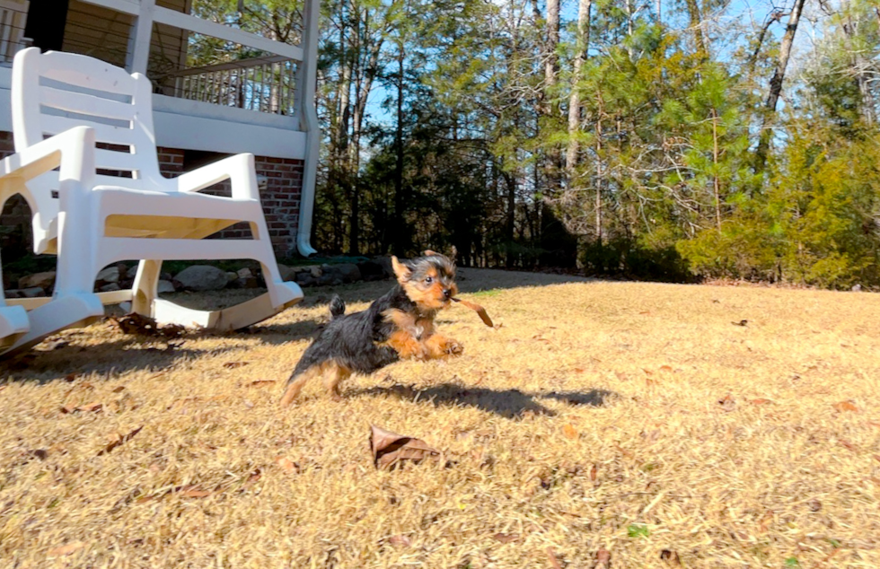 Cute Yorkshire Terrier Purebred Pup