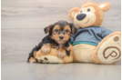 Popular Yorkshire Terrier Baby