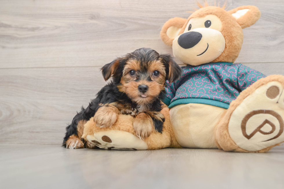 Popular Yorkshire Terrier Baby