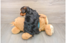Smart Yorkie Purebred Puppy