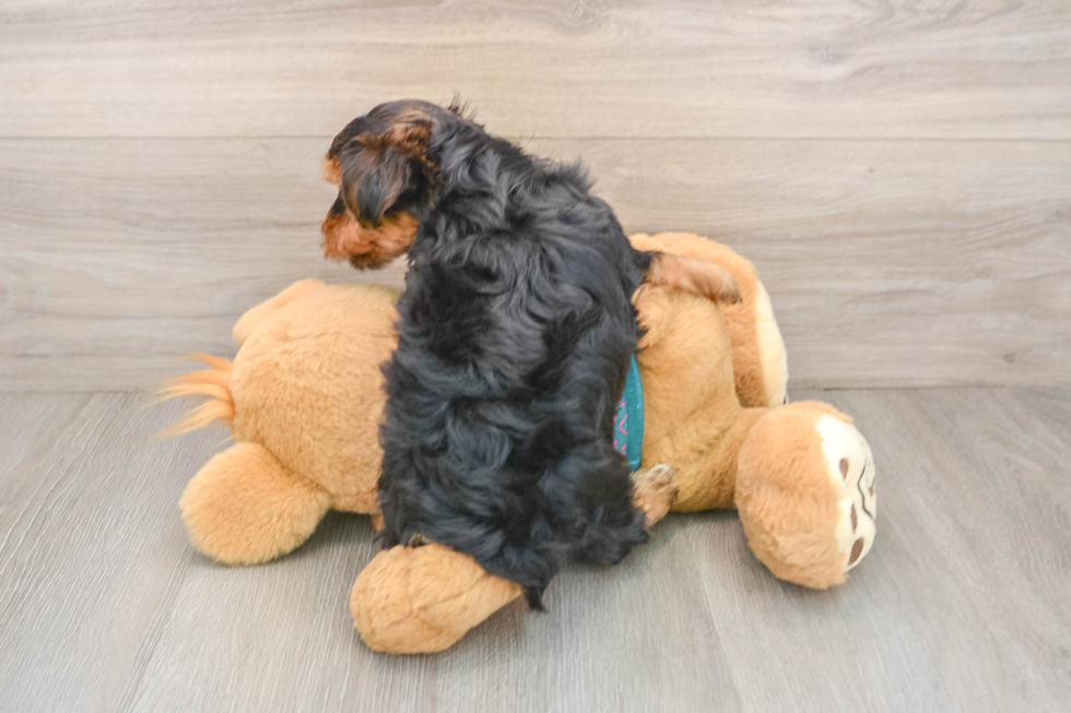 Smart Yorkie Purebred Puppy