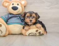 9 week old Yorkshire Terrier Puppy For Sale - Simply Southern Pups
