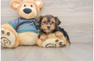 Yorkshire Terrier Puppy for Adoption