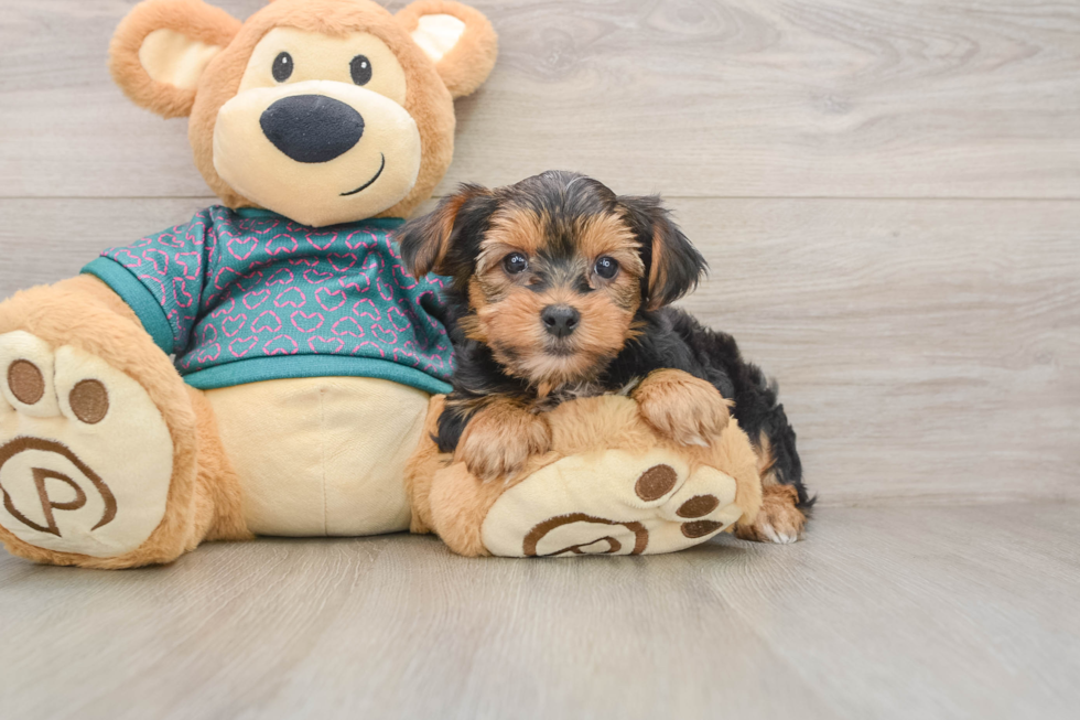 Yorkshire Terrier Puppy for Adoption