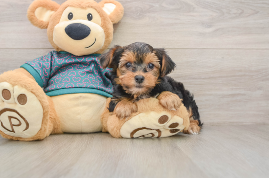 Yorkshire Terrier Puppy for Adoption