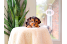 Best Yorkshire Terrier Baby
