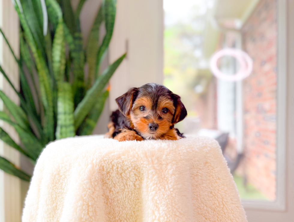 Best Yorkshire Terrier Baby
