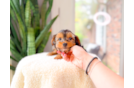 Yorkshire Terrier Pup Being Cute