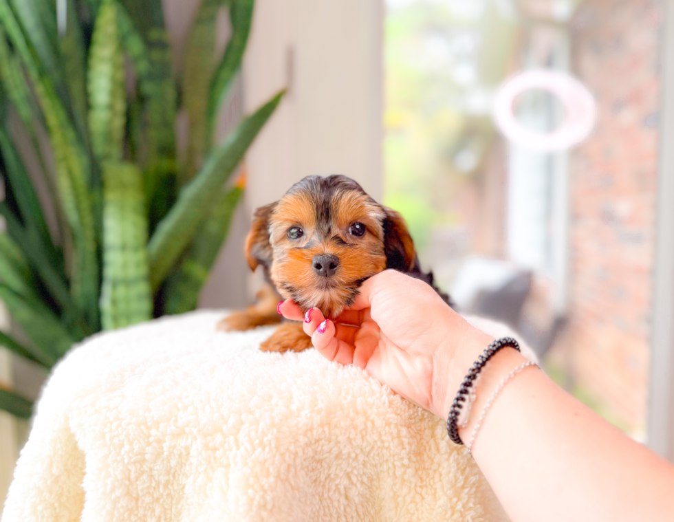 Yorkshire Terrier Pup Being Cute