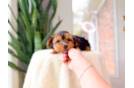 Cute Yorkshire Terrier Baby