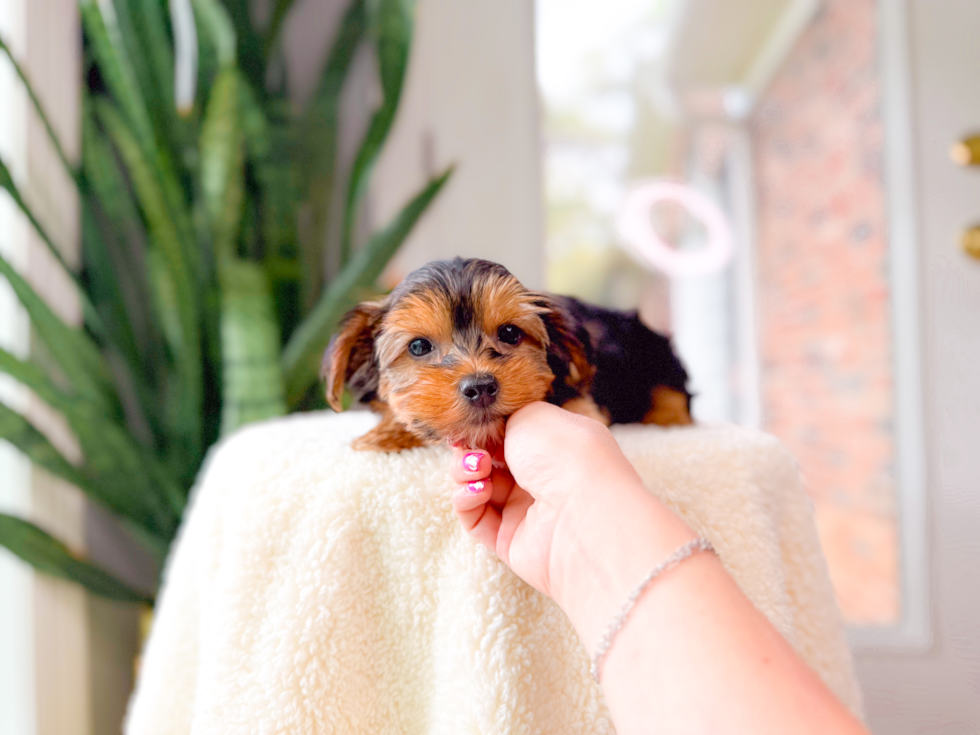 Cute Yorkshire Terrier Baby