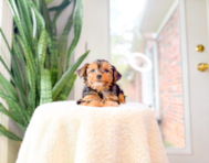 10 week old Yorkshire Terrier Puppy For Sale - Simply Southern Pups